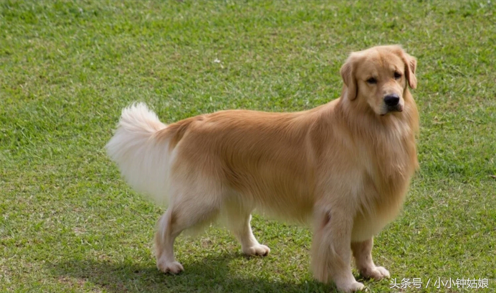 家里狗毛猫毛怎么处理,家里狗毛纷飞该怎么办