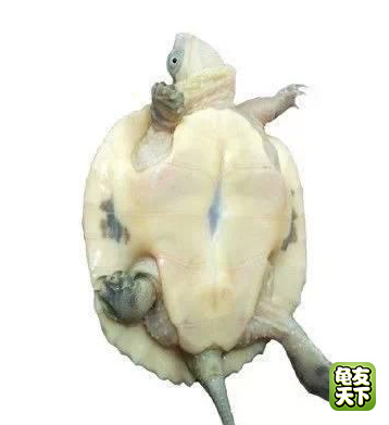 南种石金钱龟苗图,石金钱龟3-4厘米的龟苗怎么养