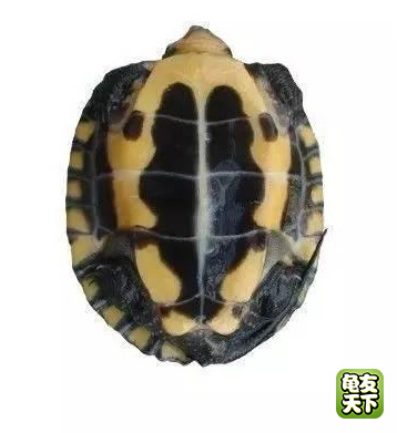 南种石金钱龟苗图,石金钱龟3-4厘米的龟苗怎么养