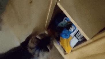 为什么猫咪会喜欢猫薄荷,为什么猫咪喜欢薄荷鱼