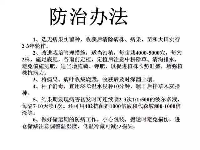 辣椒卷叶病虫害图谱及防治方案,辣椒病虫害大全