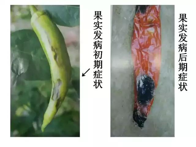 辣椒卷叶病虫害图谱及防治方案,辣椒病虫害大全