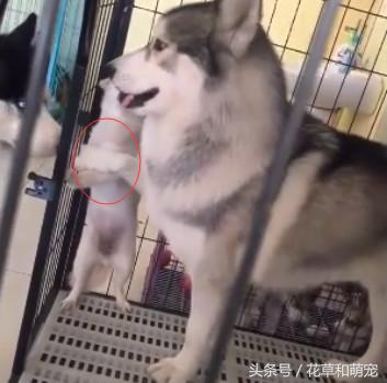 博美脾气比别的狗是暴躁还是温顺,博美脾气大越打越凶怎么解决