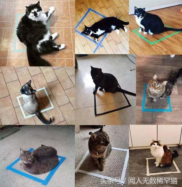 以静制动一招制敌,抓到一只猫如何让它平静下来