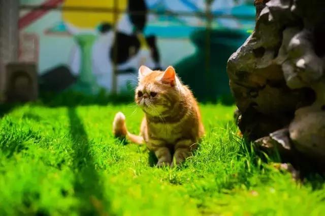 程两两｜扁脸超厉害的！