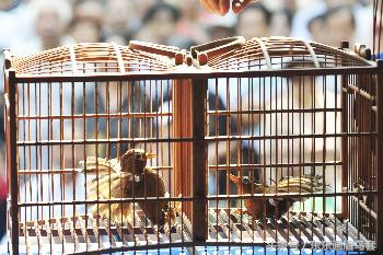 画眉鸟的叫声视频播放,画眉鸟的叫声藏有哪些知识