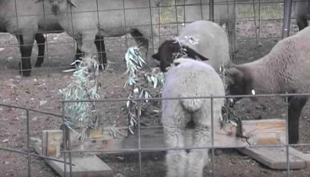 羊儿们爱啃葡萄怎么办？当然是选择毒它啦！