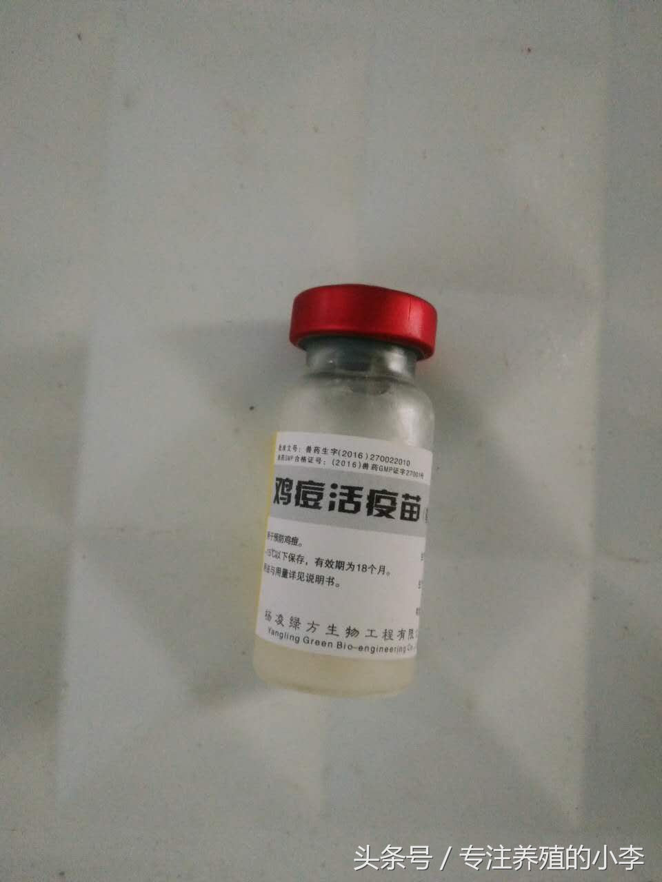 一只蚊子影响一座城,一只蚊子带来的灾难