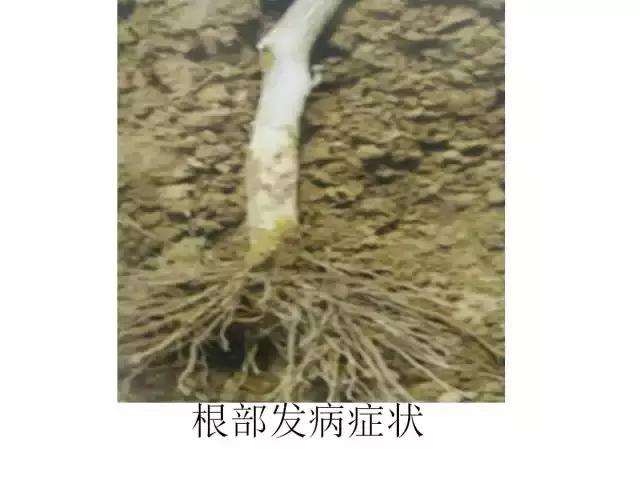 辣椒卷叶病虫害图谱及防治方案,辣椒病虫害大全