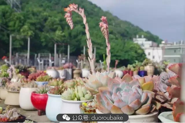 大浙江的多肉也来拉仇恨咯！即使淋雨也不褪色！我有妙招！