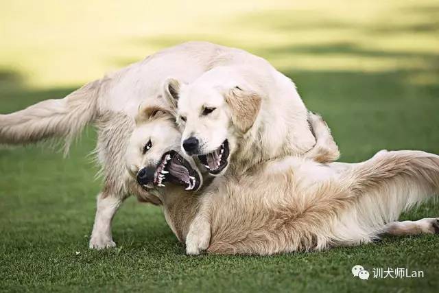 狗狗打斗是主人最不愿看到的最惨烈的事，怎样区分玩耍和打斗？怎样在适当的时候把进入打斗状态的双方分开？