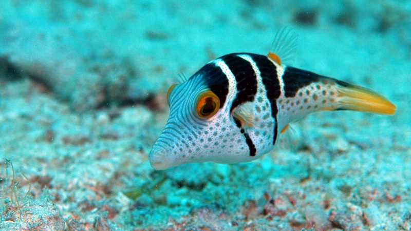 沙巴怎么玩最地道,沙巴出海怎么选岛最好