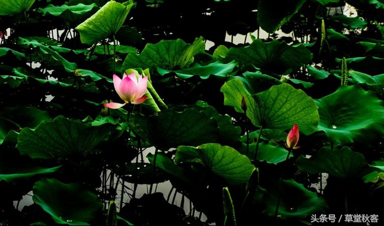 我心中的墨绿｜原创作文