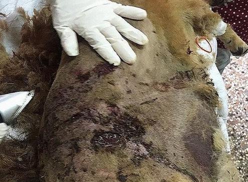 流浪狗遍体鳞伤，肛门塞满异物，护工一看火冒三丈！