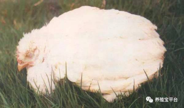 鸡败血性大肠杆菌怎么治疗,鸡大肠杆菌病治死率