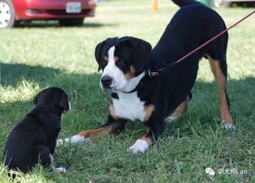 狗狗打斗是主人最不愿看到的最惨烈的事，怎样区分玩耍和打斗？怎样在适当的时候把进入打斗状态的双方分开？