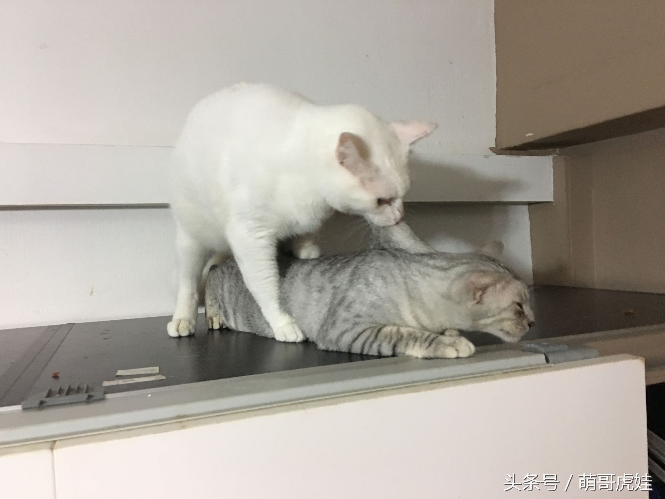 心爱的抱枕才抱了一晚上就被喵星人给糟蹋了，铲屎的：谁干的站出来保证不打死你