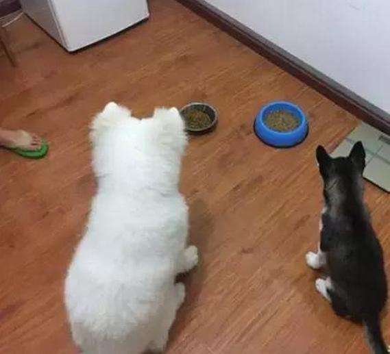 哈士奇和萨摩耶一起养,同时养哈士奇萨摩耶和阿拉斯加