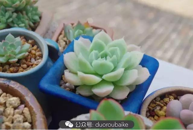 大浙江的多肉也来拉仇恨咯！即使淋雨也不褪色！我有妙招！