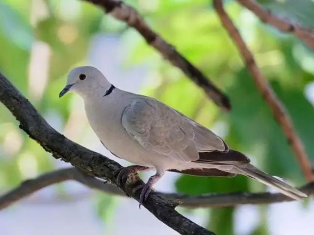 2017年欧洲和美洲最新最全落地签/免签攻略