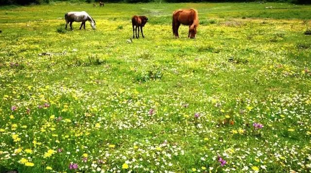 川西康定木格措,四川川西康定风景