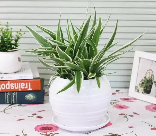 关于八种植物招财又旺宅,十大镇宅风水植物