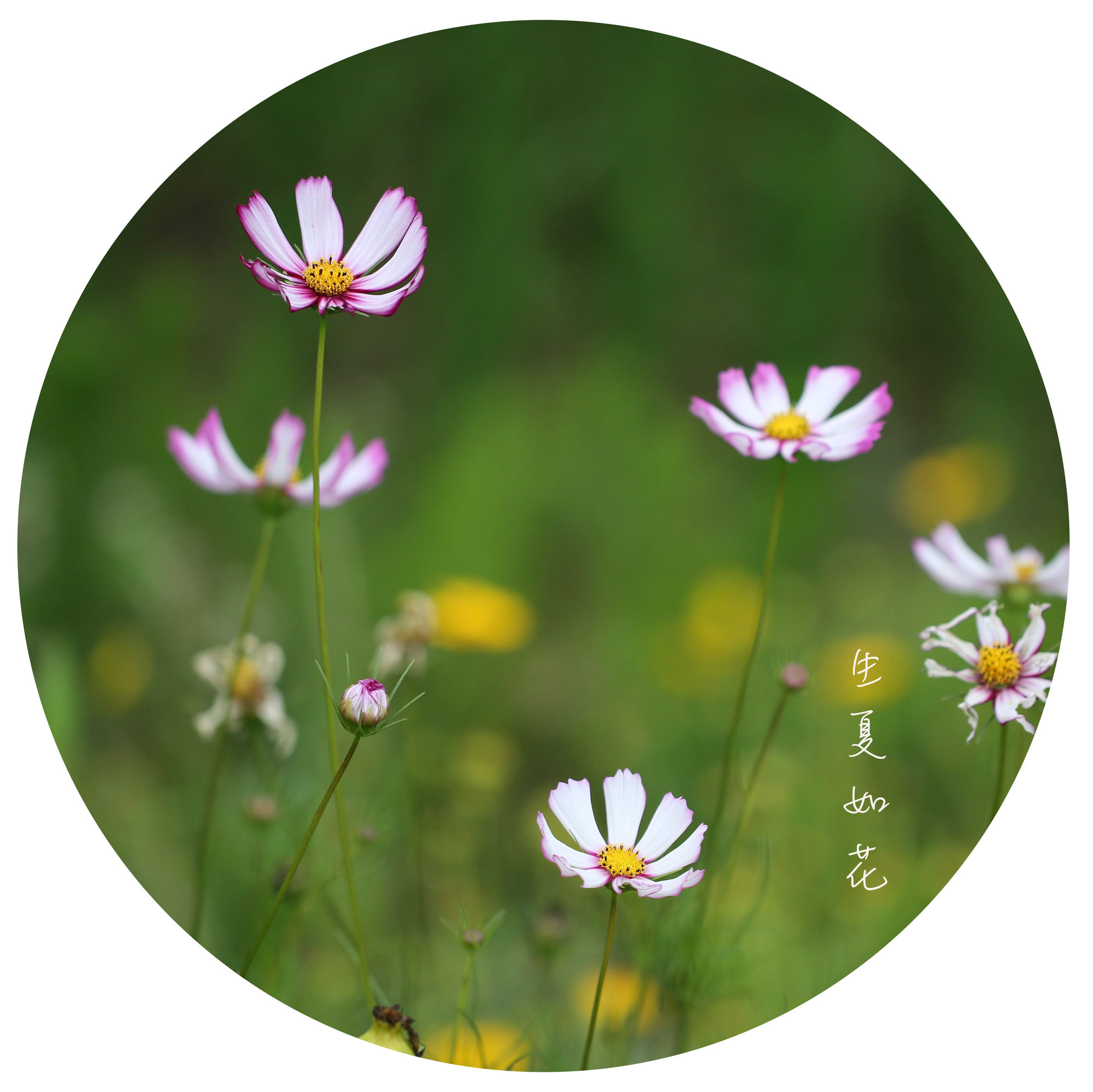 歌曲生如夏花原唱,生如夏花唯美人像摄影教程