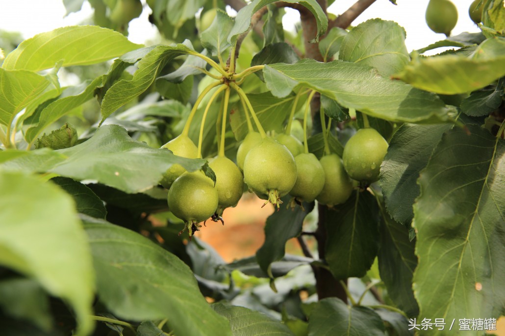 这些所谓的抗癌食物真有效吗,网上的抗癌食物真的能抗癌吗