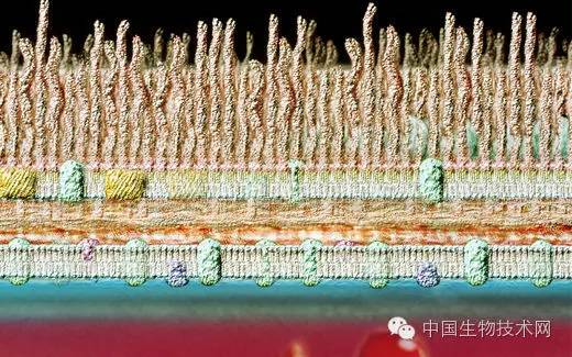 血液里的细菌一般有哪些,血液中的细菌和病毒