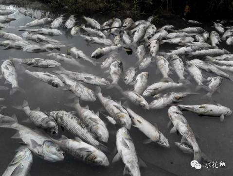 病毒性出血性败血症如何处理,暴发性出血病