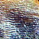 燕子神仙鱼怎么分公母,神仙燕子鱼的生活习性和特征