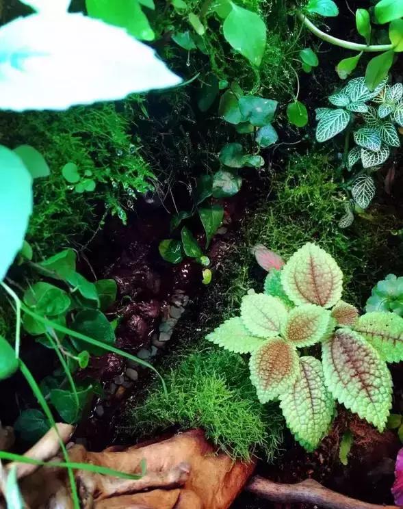 雨林缸生态水景,家居小鱼缸造景