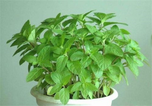 薄荷叶对蚊子有好处吗,干薄荷叶可以驱蚊虫吗