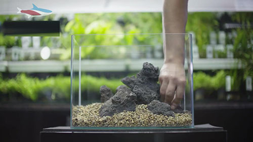 家庭草缸入门,家中草缸怎么设计