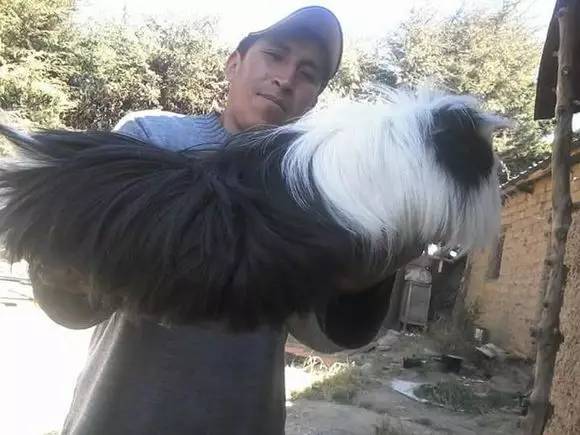 秘鲁豚鼠纪录片,豚鼠秘鲁荷兰猪