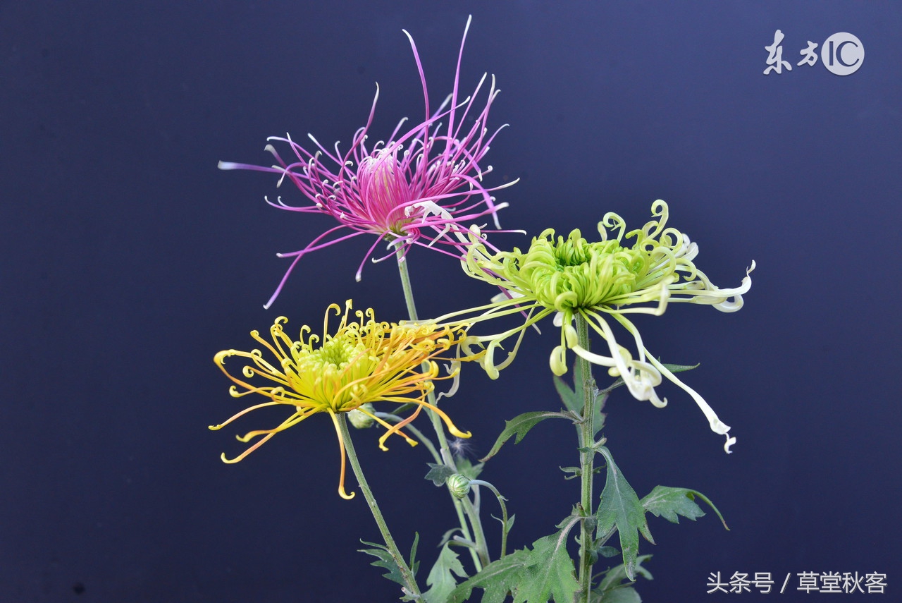 我心中的墨绿｜原创作文