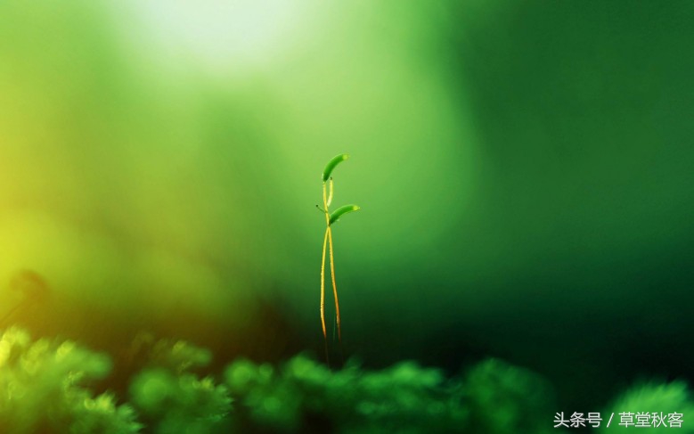 我心中的墨绿｜原创作文