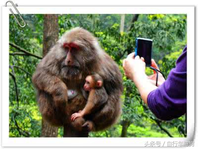 三大家一起游峨眉山,23岁女生独游峨眉山失联
