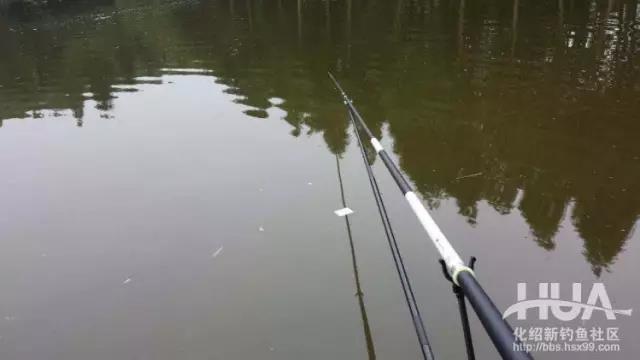 以黑坑盛宴治黑坑,黑坑盛宴鲤鱼