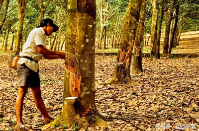 印度尼西亚矿业现状,印尼天然橡胶生产成本