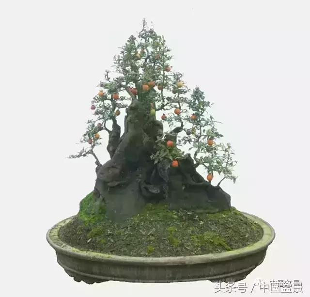 直杆式盆景的飘枝布局原则,松树飘枝式盆景图片大全