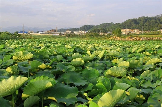 致富带头人励志故事,十大青年创业致富带头人