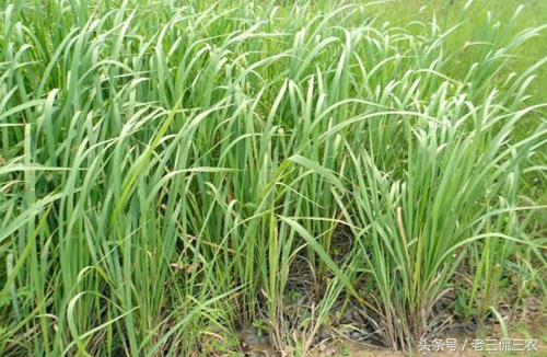 民间辟邪老物件,民间辟邪圣物