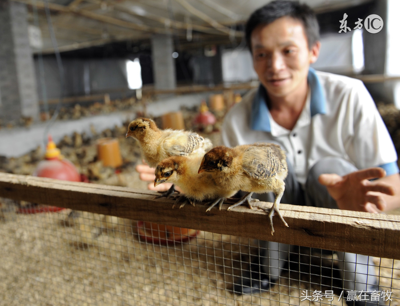 禽流感用什么中药,中药治疗禽流感实际案例效果