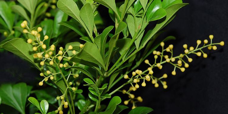 米兰花大量的掉叶黄叶怎么回事,米兰花黄叶掉叶子怎么挽救