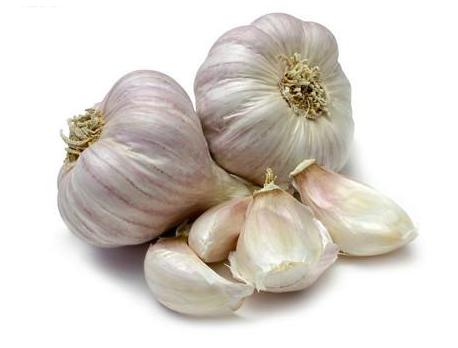 妞嶇墿鐣屼簰鐩搁櫔浼寸殑妞嶇墿,妞嶇墿鐣岀殑濂芥湅鍙嬫湁鍝簺