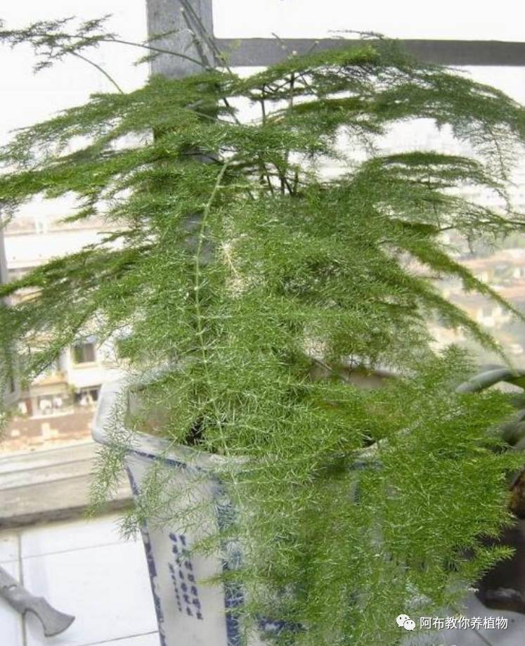 绿萝植物养护,绿萝植物养护知识