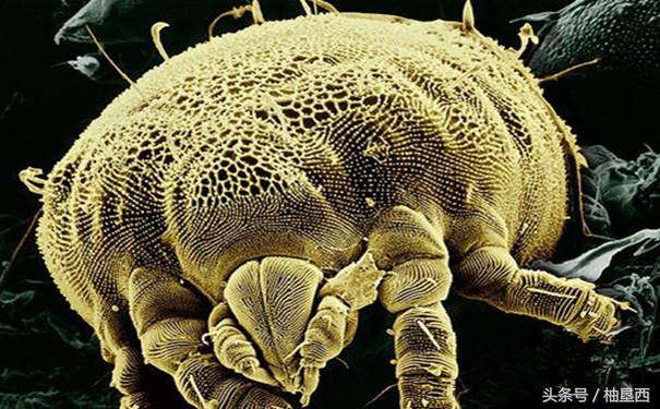 凉席是草席好还是竹席好,凉席和草席该选哪个