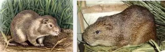 秘鲁巨型豚鼠介绍,秘鲁巨型豚鼠好养吗