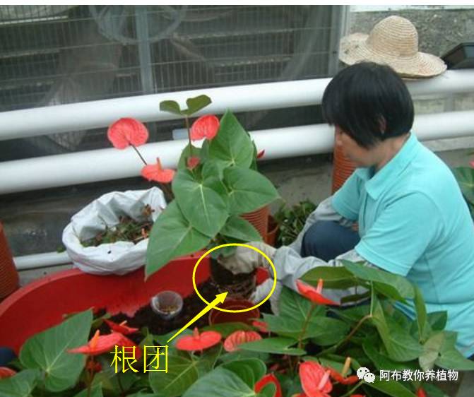 绿萝植物养护,绿萝植物养护知识